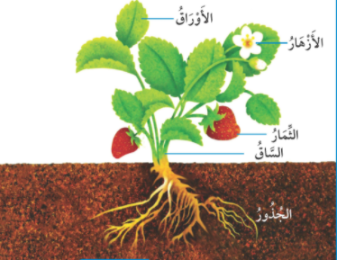 أي أجزاء النبات ينمو من البذرة أولاً؟