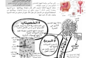 ورقة عمل جهاز التكاثر الذكري مع الحل مقرر أحياء 2 أ. فيصل الجمعان