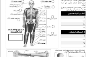 ورقة عمل الجهاز الهيكلي مع الحل مقرر أحياء 2 أ. فيصل الجمعان